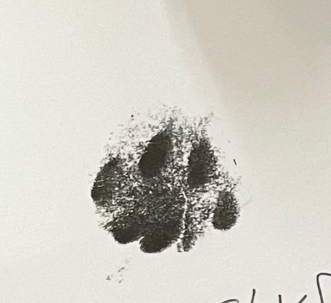 Dustys Paw print (🐾 pawtograph)